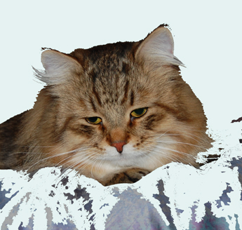 sibirisk katt Boogie